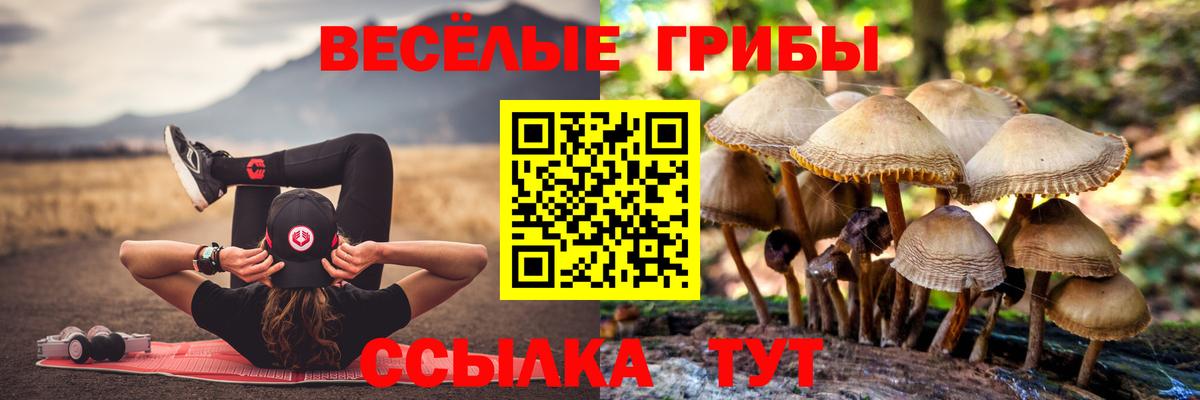 Псилоцибиновые грибы Psilocybe Северобайкальск